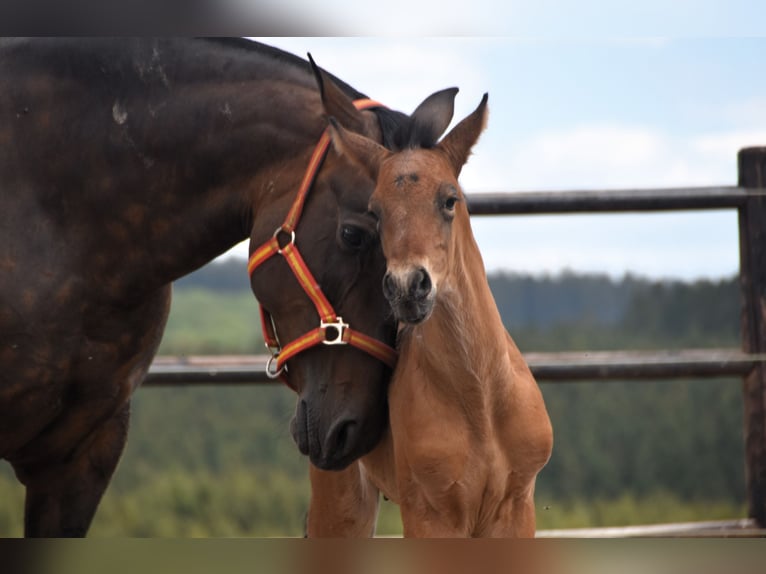 PRE Hengst 1 Jaar 165 cm Roodbruin in Dochamps