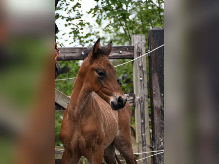 PRE Hengst 1 Jaar 165 cm Roodbruin in Dochamps