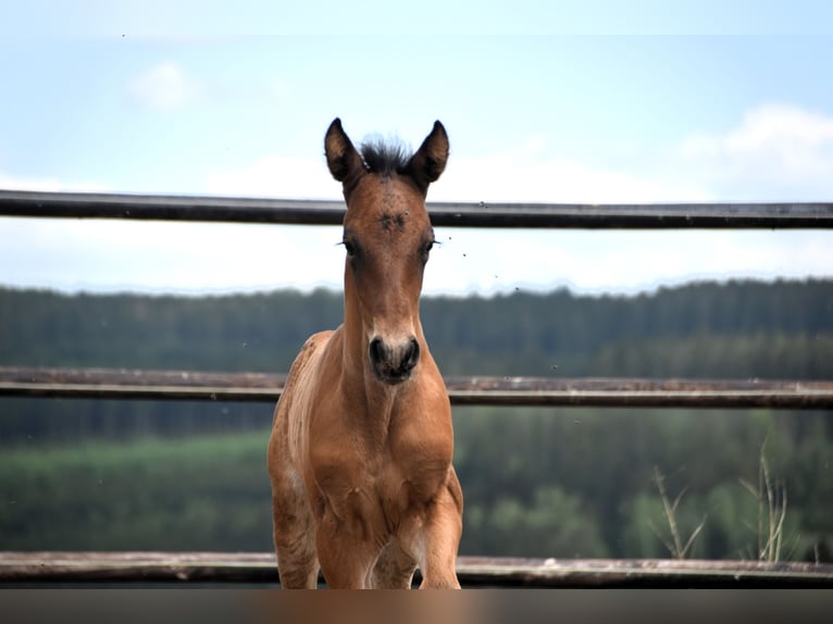 PRE Hengst 1 Jaar 165 cm Roodbruin in Dochamps