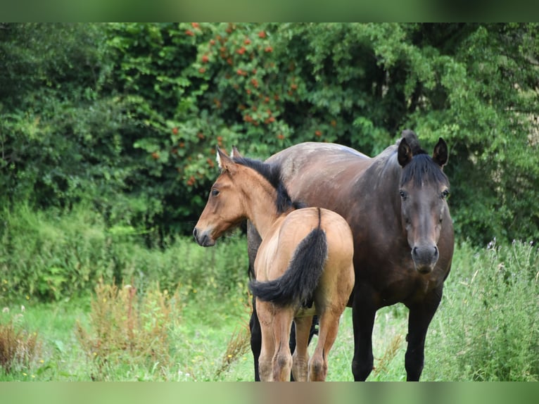 PRE Hengst 1 Jaar 165 cm Roodbruin in Dochamps