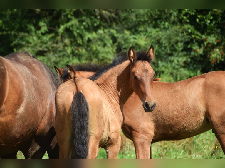 PRE Hengst 1 Jaar 165 cm Roodbruin in Dochamps