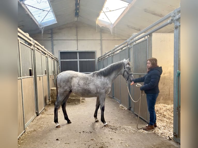 PRE Hengst 1 Jaar 165 cm Schimmel in Leest