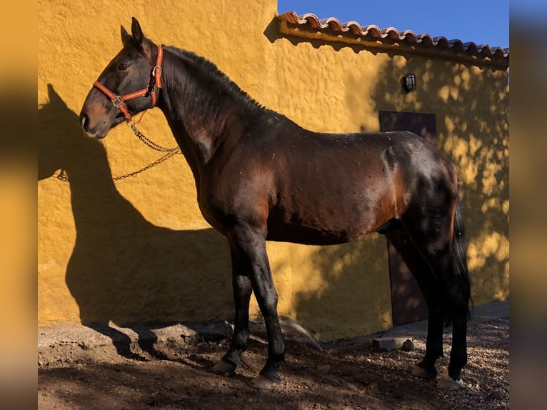 PRE Hengst 1 Jaar 165 cm Zwart in Posadas