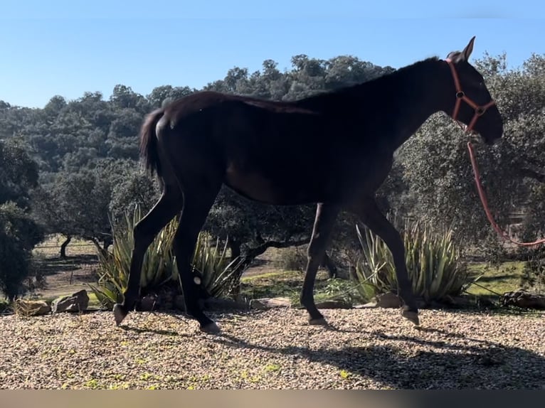 PRE Hengst 1 Jaar 165 cm Zwart in Posadas