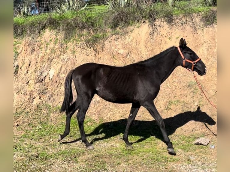 PRE Hengst 1 Jaar 165 cm Zwart in Posadas