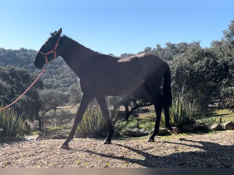 PRE Hengst 1 Jaar 165 cm Zwart in Posadas