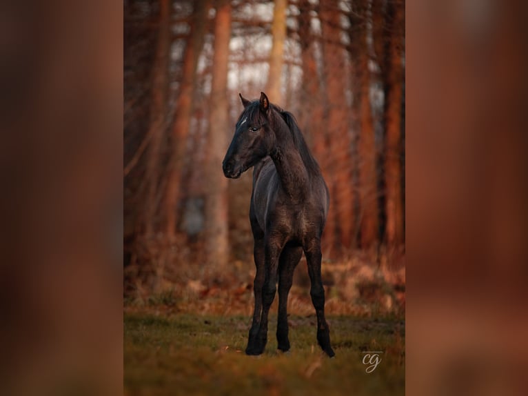 PRE Hengst 1 Jaar 165 cm Zwart in Leipe