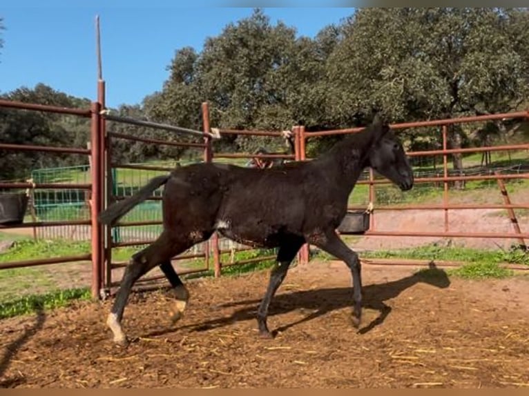 PRE Hengst 1 Jaar 165 cm Zwart in Posadas