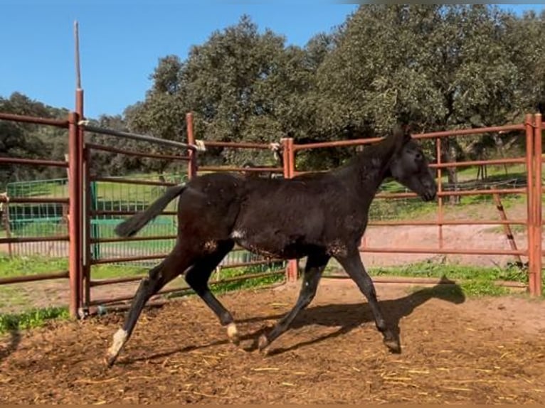 PRE Hengst 1 Jaar 165 cm Zwart in Posadas