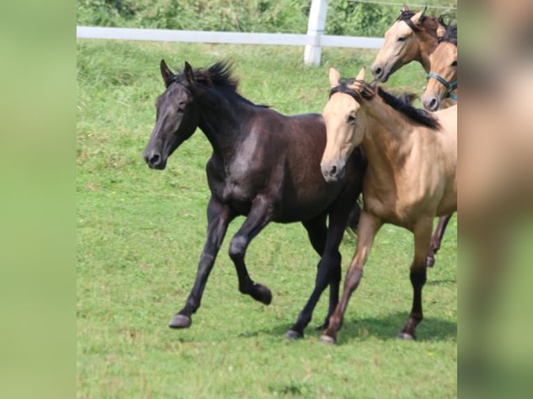 PRE Mix Hengst 1 Jaar 165 cm Zwartschimmel in Bibertal