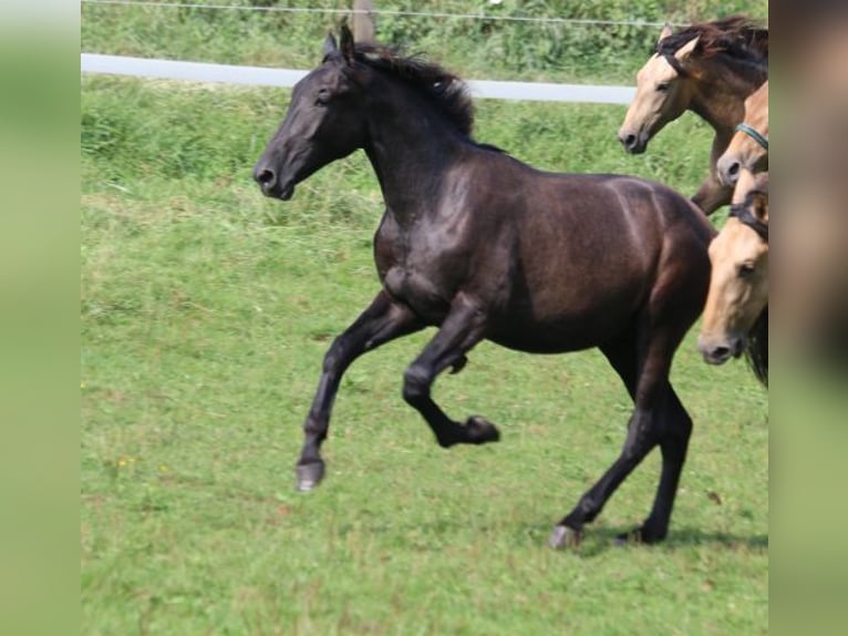 PRE Mix Hengst 1 Jaar 165 cm Zwartschimmel in Bibertal