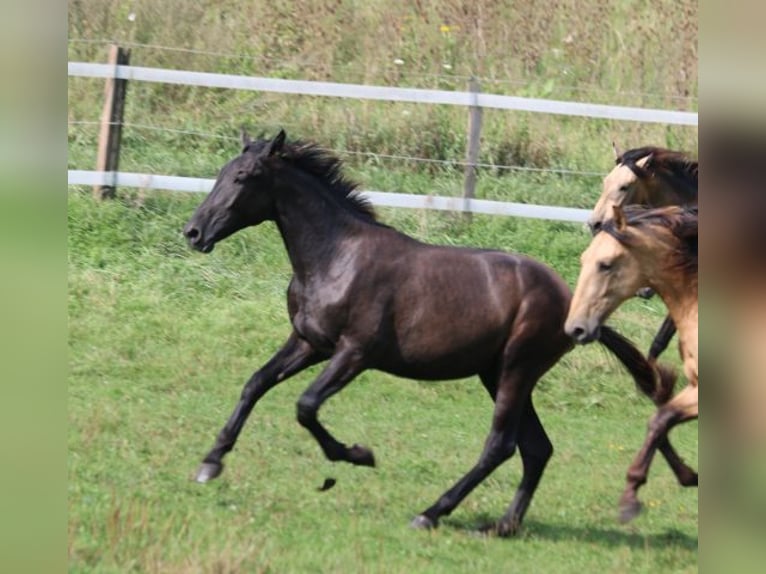 PRE Mix Hengst 1 Jaar 165 cm Zwartschimmel in Bibertal