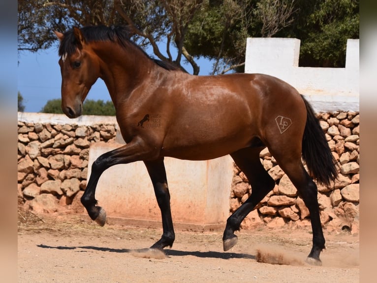 PRE Hengst 1 Jaar 166 cm Bruin in Menorca