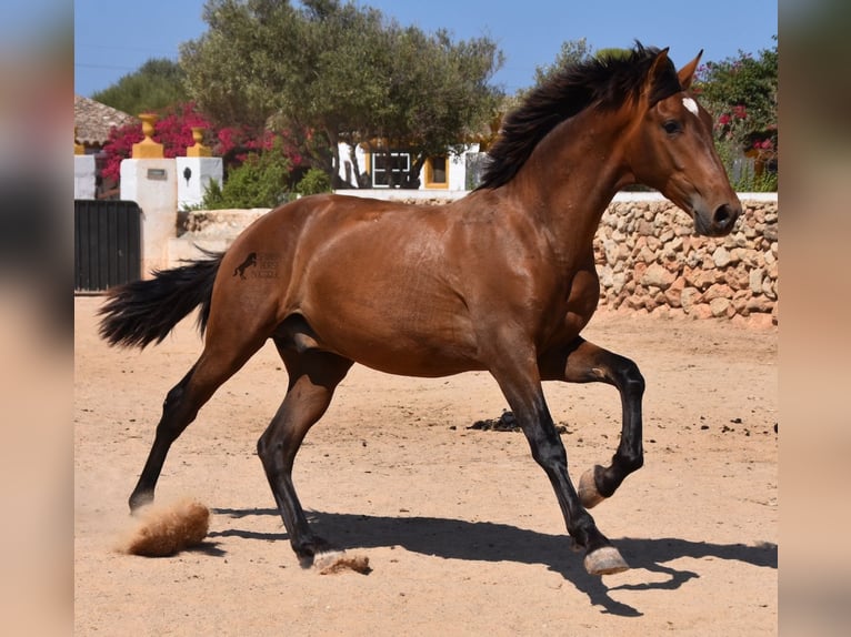 PRE Hengst 1 Jaar 166 cm Bruin in Menorca