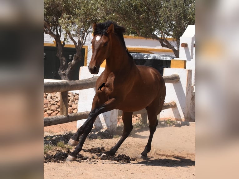 PRE Hengst 1 Jaar 166 cm Bruin in Menorca