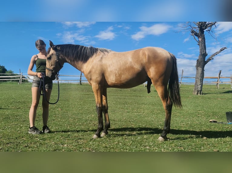 PRE Hengst 1 Jaar 166 cm Buckskin in Nove Zamky
