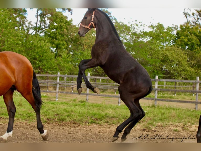 PRE Hengst 1 Jaar 166 cm Zwartschimmel in Polenz