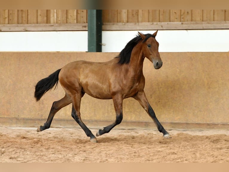 PRE Mix Hengst 1 Jaar 167 cm Bruin in Waldhölzbach