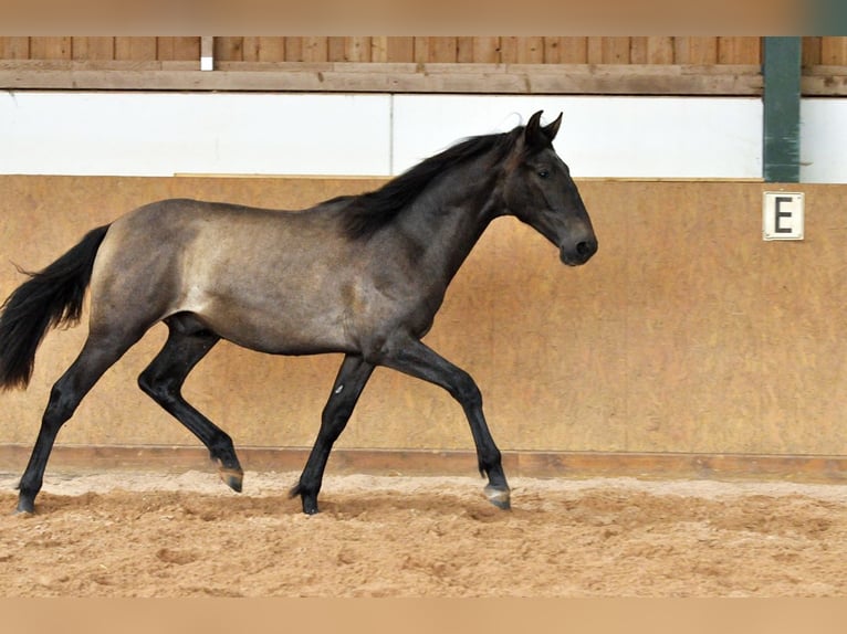 PRE Mix Hengst 1 Jaar 167 cm Schimmel in Waldhölzbach