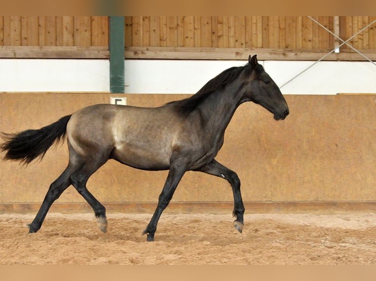 PRE Mix Hengst 1 Jaar 167 cm Schimmel in Waldhölzbach