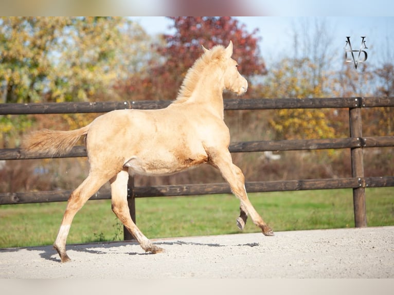 PRE Mix Hengst 1 Jaar 168 cm Champagne in La Vespière-Friardel
