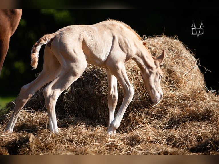 PRE Mix Hengst 1 Jaar 168 cm Champagne in La Vespière-Friardel
