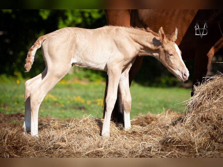 PRE Mix Hengst 1 Jaar 168 cm Champagne in La Vespière-Friardel