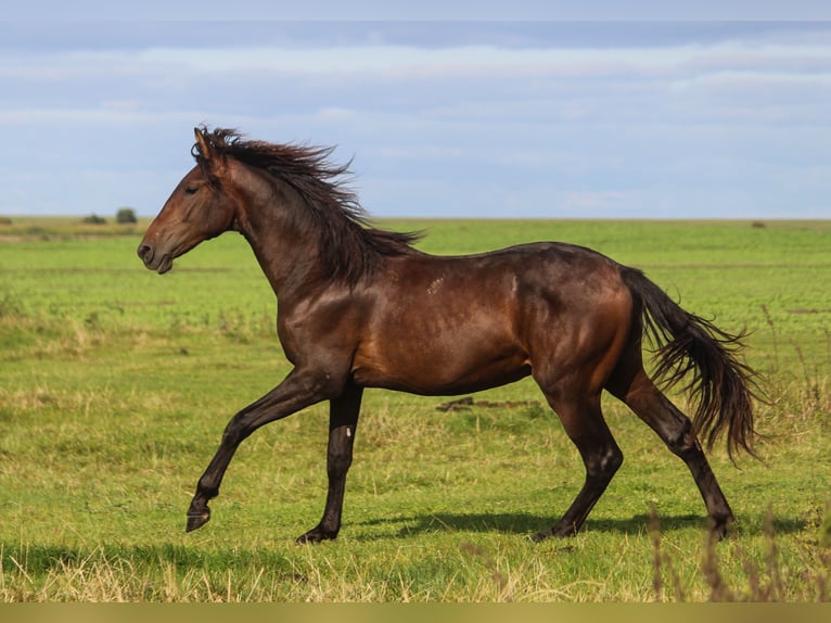 PRE Mix Hengst 1 Jaar 168 cm Donkerbruin in Wremen