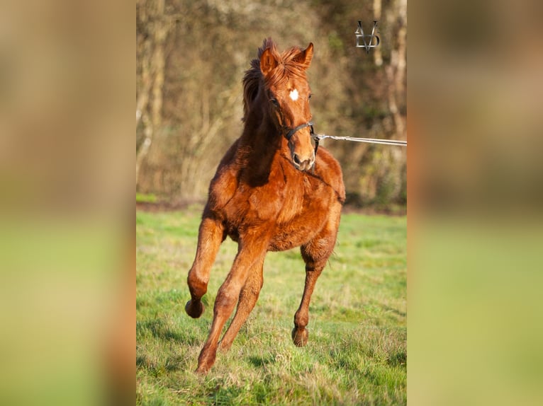 PRE Mix Hengst 1 Jaar 168 cm Vos in Valorbiquet