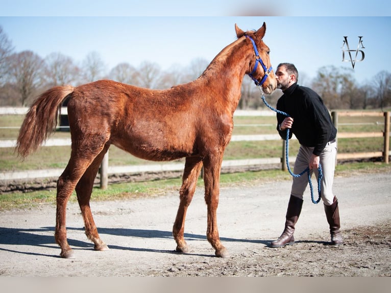 PRE Mix Hengst 1 Jaar 168 cm Vos in Valorbiquet