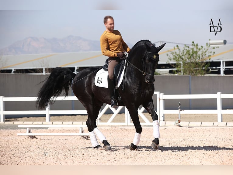 PRE Mix Hengst 1 Jaar 168 cm Vos in Valorbiquet