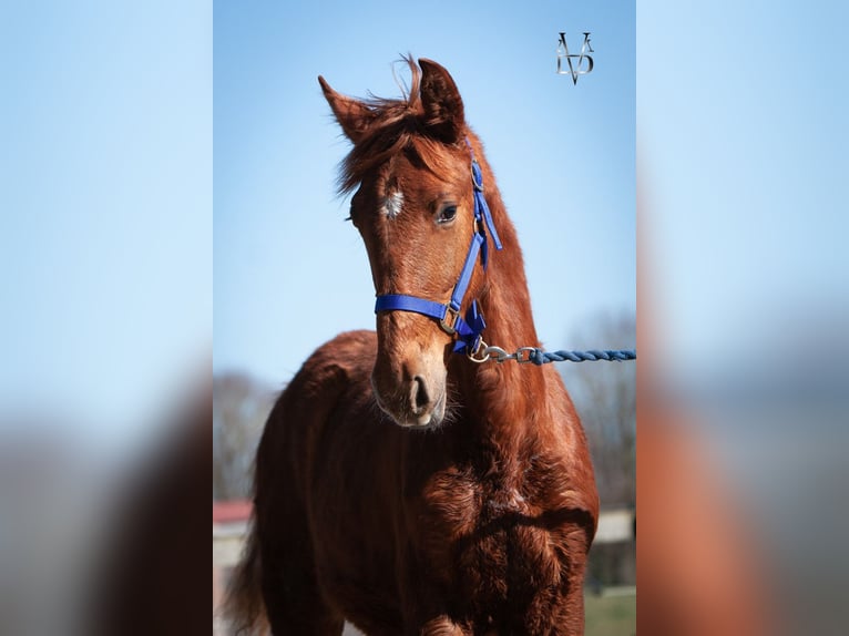 PRE Mix Hengst 1 Jaar 168 cm Vos in Valorbiquet