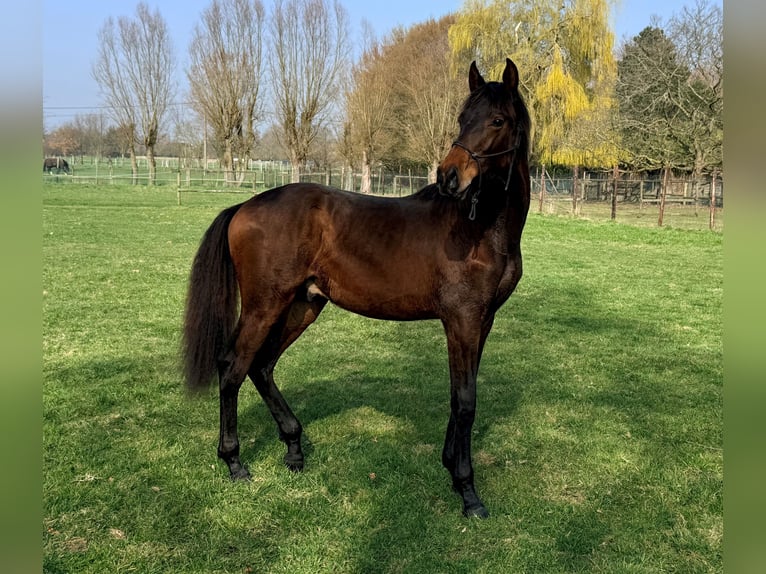 PRE Hengst 1 Jaar 170 cm Bruin in Emblem