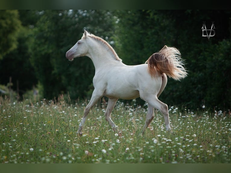 PRE Hengst 1 Jaar 170 cm Falbe in LA VESPIÈRE