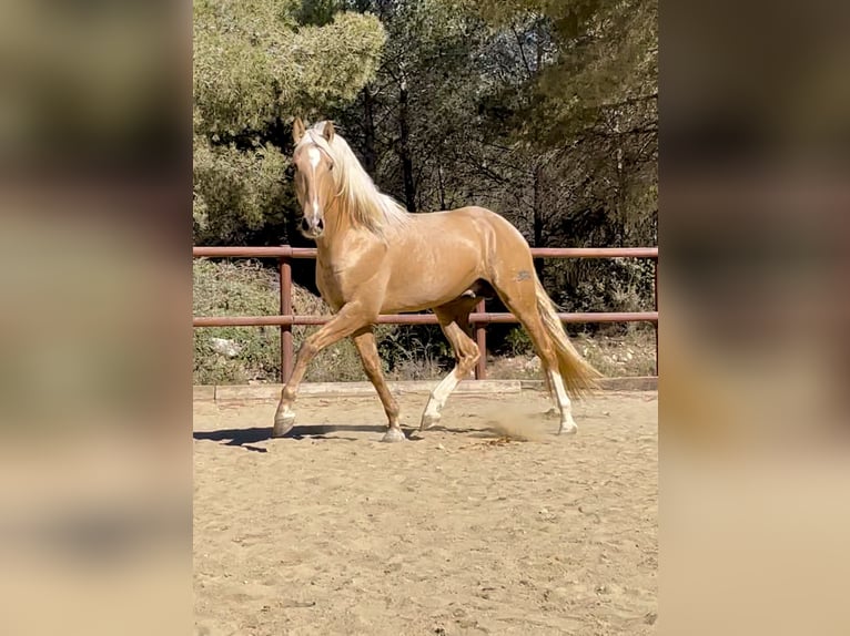 PRE Mix Hengst 1 Jaar 170 cm Palomino in El Catllar