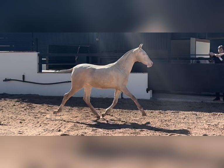 PRE Hengst 1 Jaar 170 cm Perlino in Vila-Real/Villarreal
