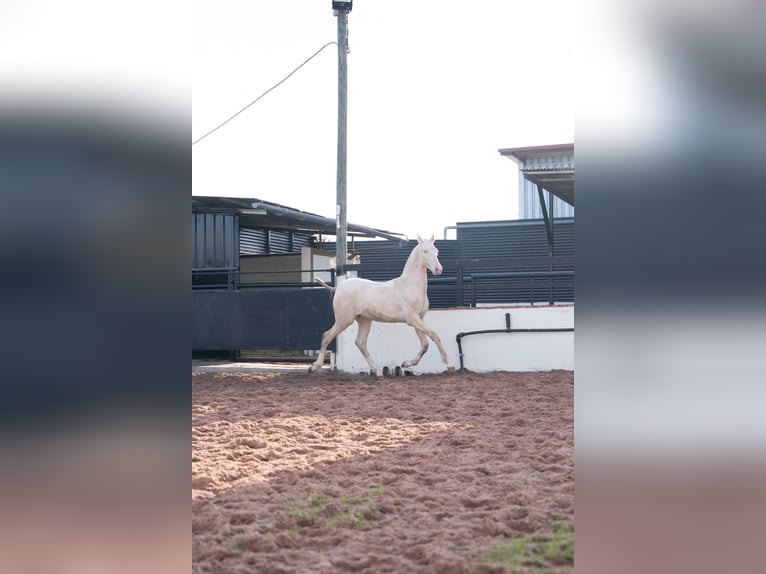 PRE Mix Hengst 1 Jaar 170 cm Perlino in Vila-Real/Villarreal