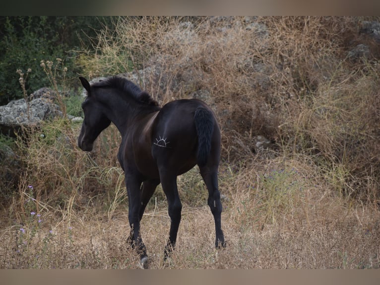 PRE Hengst 1 Jaar 170 cm Zwart in El Real De La Jara