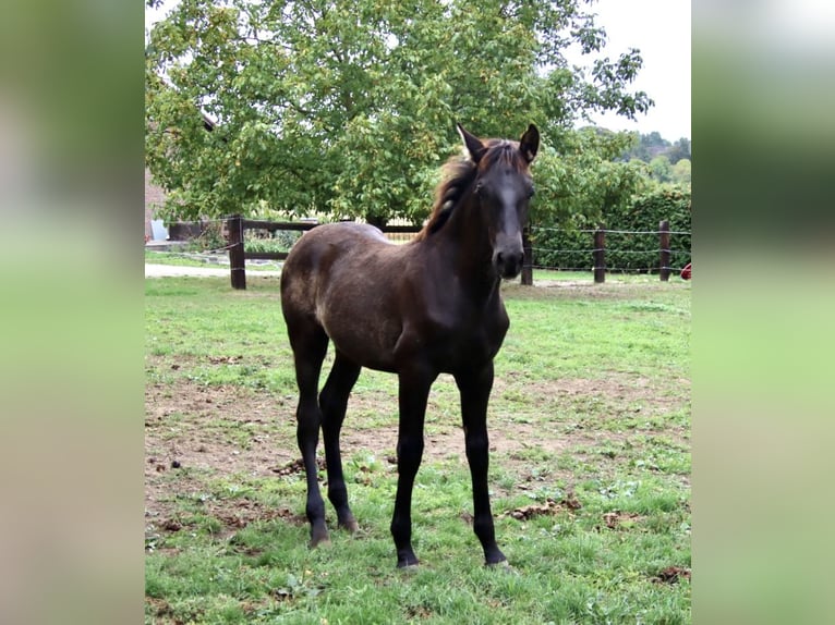 PRE Hengst 1 Jaar 170 cm Zwart in Pellenberg