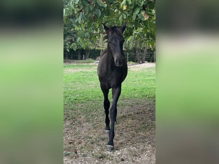 PRE Hengst 1 Jaar 170 cm Zwart in Pellenberg