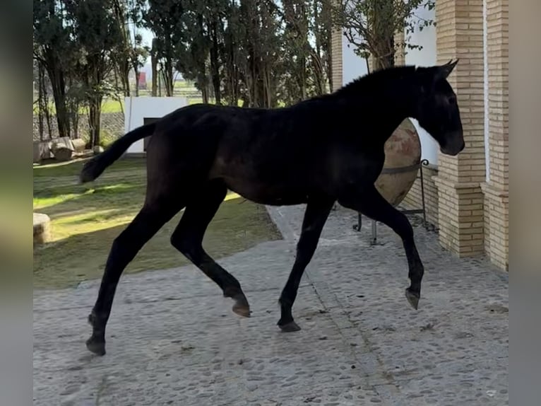 PRE Mix Hengst 1 Jaar 179 cm Schimmel in Fuentes De Andalucia