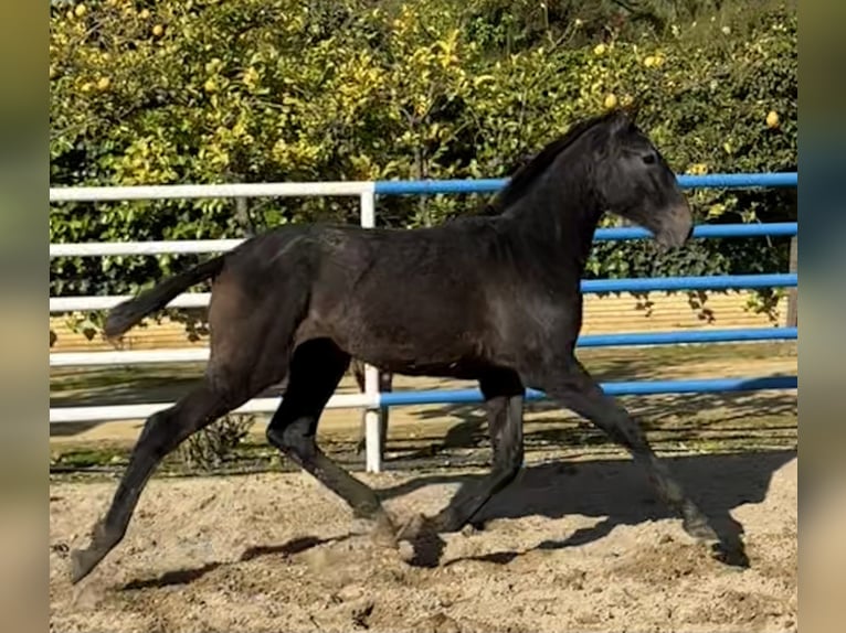 PRE Mix Hengst 1 Jaar 179 cm Schimmel in Fuentes De Andalucia