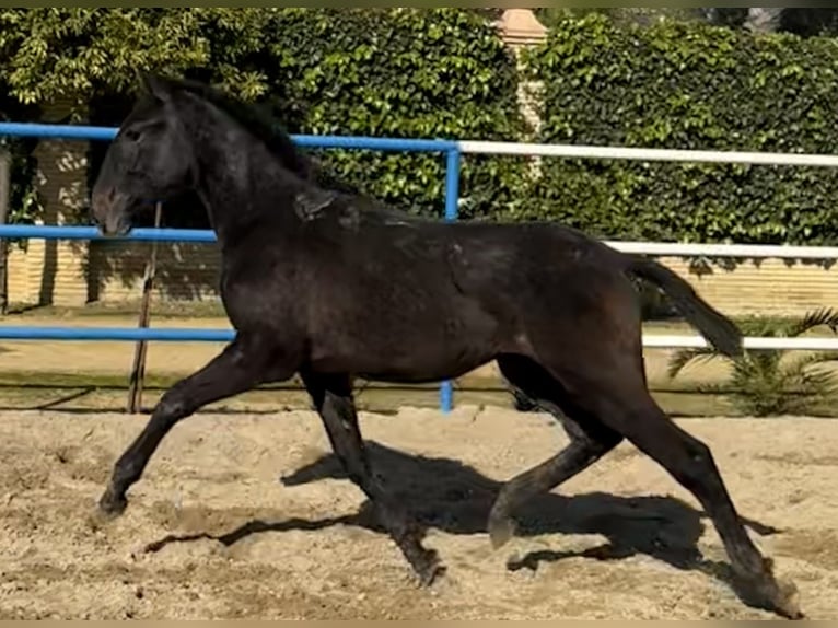 PRE Mix Hengst 1 Jaar 179 cm Schimmel in Fuentes De Andalucia