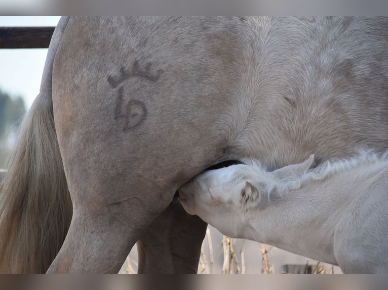 PRE Hengst 1 Jaar in Manhay