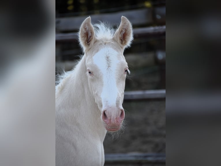 PRE Hengst 1 Jaar in Manhay