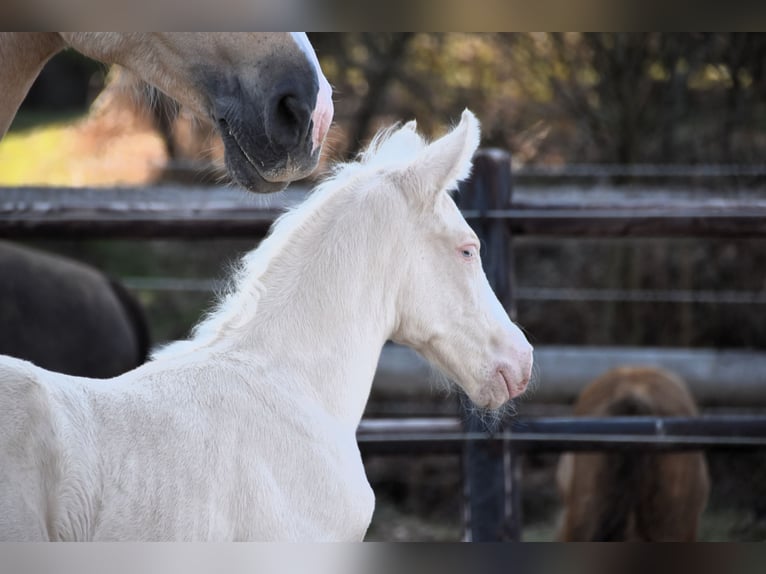 PRE Hengst 1 Jaar in Manhay