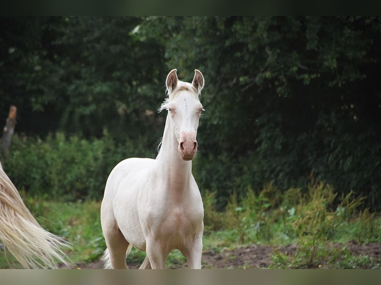 PRE Hengst 1 Jaar in Manhay