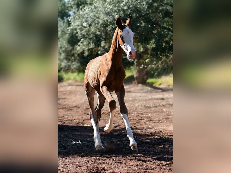 PRE Hengst 1 Jaar Bruin in Archena