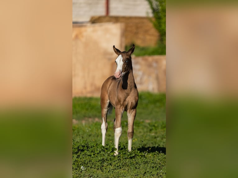 PRE Hengst 1 Jaar Bruin in Archena