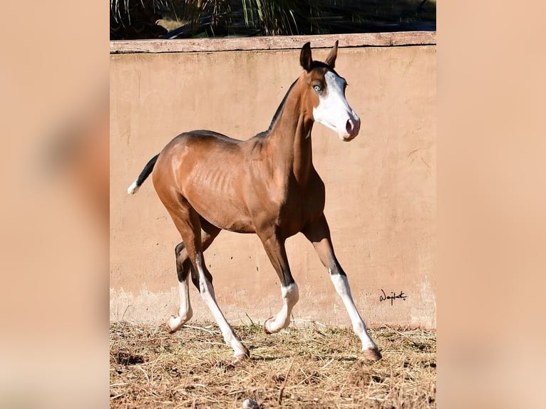 PRE Hengst 1 Jaar Bruin in Archena